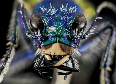 photo maco closeup blue tiger beetle