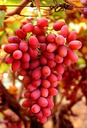 A bunch of grapes