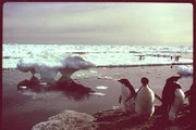 Adelie penguins in their natural habitat