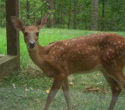 Fawn