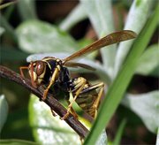 Wasp, Southern California. Image provided by Classroom Clip Art (http://classroomclipart.com)