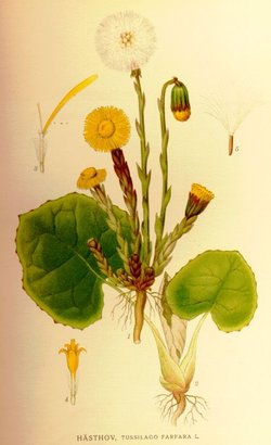 Tussilago farfara