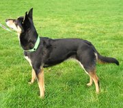 Black and tan Kelpie 