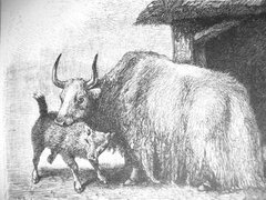 A drawing of a yak
