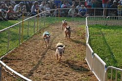 A pig race