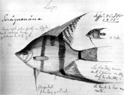 Sketch of P. scalare from an  expedition.