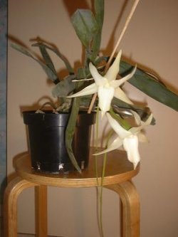 Angraecum sesquipedale