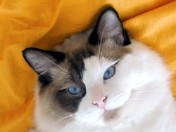 A sealpoint, bicolor Ragdoll