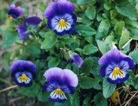5-petaled purple, white, and yellow pansies