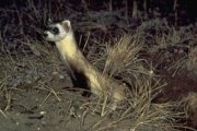 Ferret USFWS.jpg