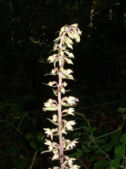 Epipactis helleborine