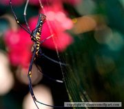 A golden silk spider (Nephila clavipes), member of the family Tetragnathidae