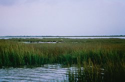 An Estuary in Texas.Estuaries and coastal waters are among the most productive ecosystems on Earth, providing numerous ecological, economic, cultural, and aesthetic benefits and services.