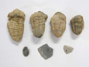 Trilobite fossils