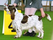 Handlers set up their dogs for judging so that their stance is perfect when the judge views them.