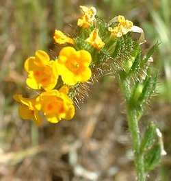 Fiddleneck