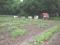 Placing honeybees for pumpkin pollination in Mohawk Valley, NY