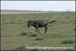 Running Wildebeest, Kenya Africa. Image provded by Classroom Clipart (http://classroomclipart.com)