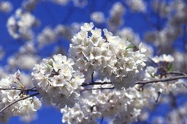 Cherry blossoms (), often simply called blossoms (hana) are a common spring kigo.