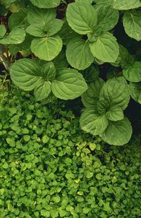 Peppermint (larger leaves) and Corsican mint plants