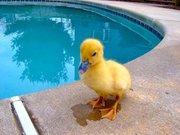 A real duckling, the animal on which the toy is based