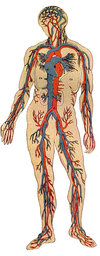 Human Body Clipart provided by Classroom Clip Art (http://classroomclipart.com)