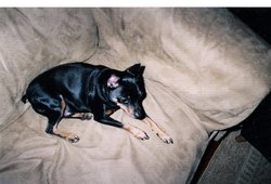 Miniature Pinscher