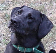 Adult black Labrador Retriever; the nose is always black