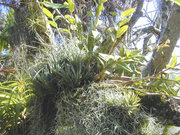 An example of an epiphyte assemblage of orchids and bromeliads in a garden setting