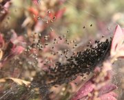 Spiderings on a web