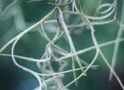 Close-up of Spanish moss