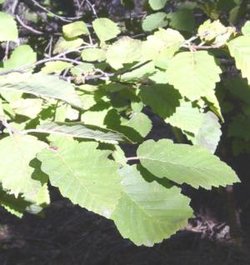 Mountain Alder leaves (1)