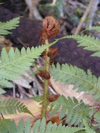 This  is producing a new frond by the process of circinate vernation