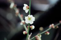 Plum blossoms (), one of the many different flowers used as spring kigo