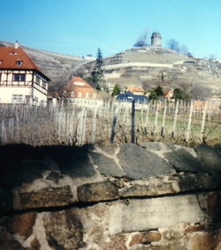 Vineyard in Radebeul