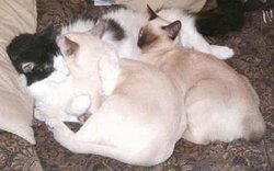 Young Siamese cats and an American longhair.