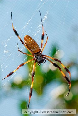 An unidentified species of spider guarding its (her) egg sac, Jerusalem, Israel.