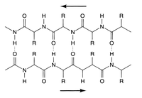 Diagram of Β-Pleated sheet and bond structure of protein