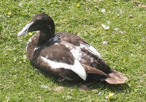 Common Eider (adult, male) in eclipse plumage