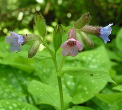 The flowers of Pulmonaria officinalis