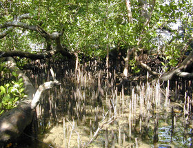 The mangrove species, Sonneratia, growing on the landward margin of the reef flat on  and showing abundant pneumatophores