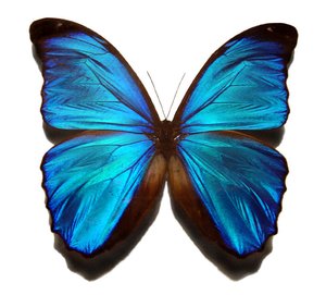 The iridescence of the  butterfly wings.