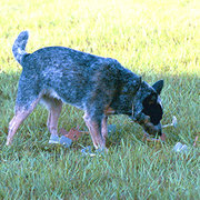 An ACD finding a scent article as part of obedience competition.