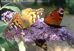 Buddleja davidii flowers with ,  and (underneath)  butterflies