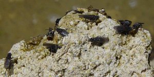 Mono Lake alkali flies. Closeup