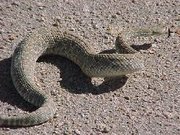 Crotalus scutulatus, Mojave rattlesnake, sidewinding