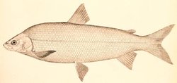 Whitefish (genus) - Academic Kids
