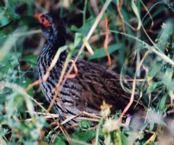 Red-necked Francolin