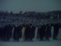 A colony of incubating male , huddled closely together to survive the harsh conditions of the Antarctic winter (capture from episode 5).