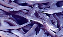 Juvenile eels, length ca. 25 cm